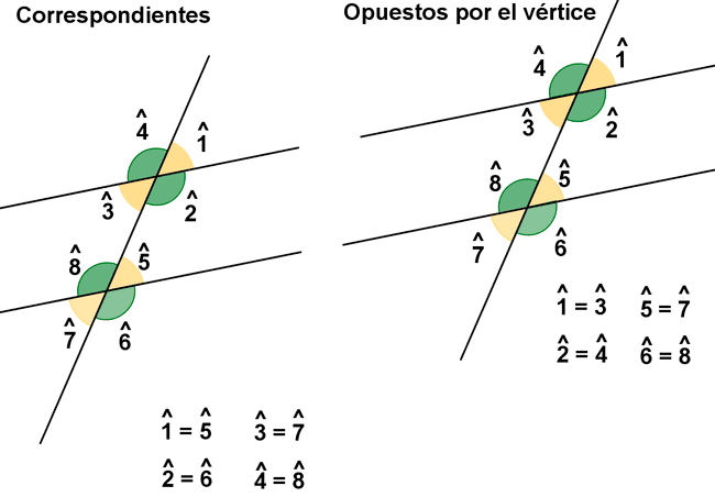 Ángulos correspondientes y ángulos opuestos por el vértice.